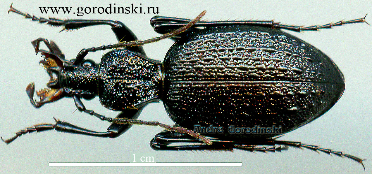 http://www.gorodinski.ru/carabidae/Cychrus inframontes.jpg